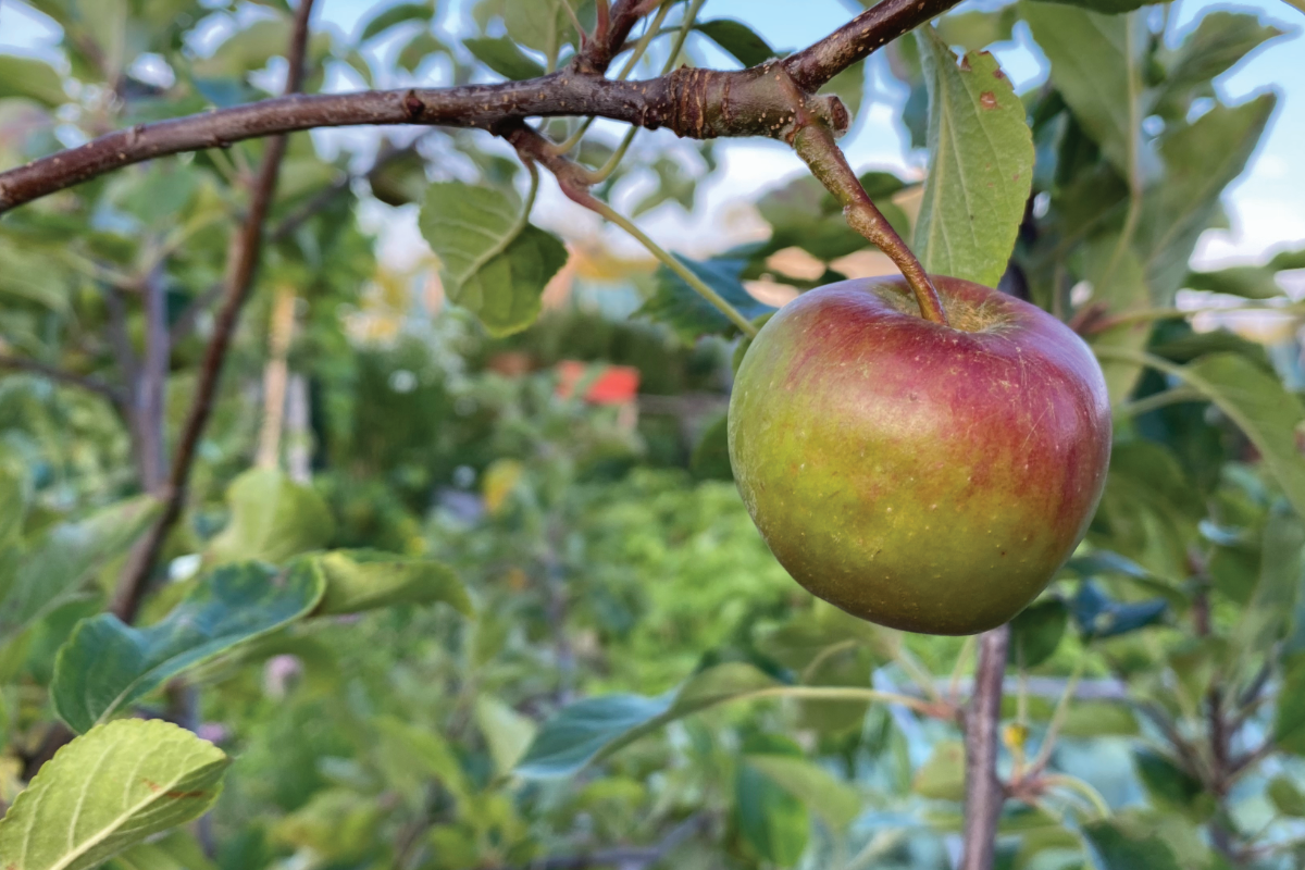 Welke appelboom blijft klein