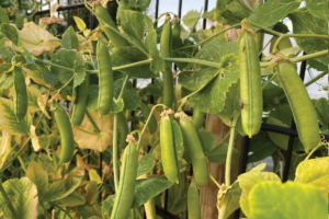 Welke bemesting voor erwten