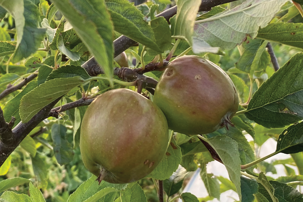Welke fruitboom wordt niet te groot