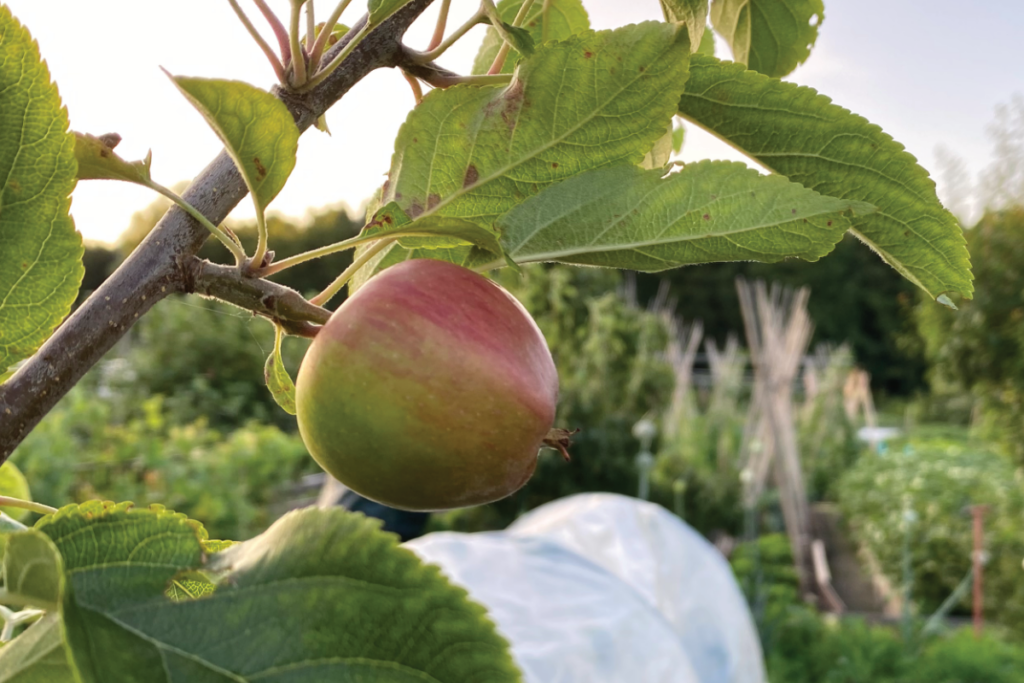 Welke fruitboom wordt niet te groot