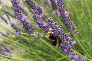 Welke lavendel blijft het mooiste