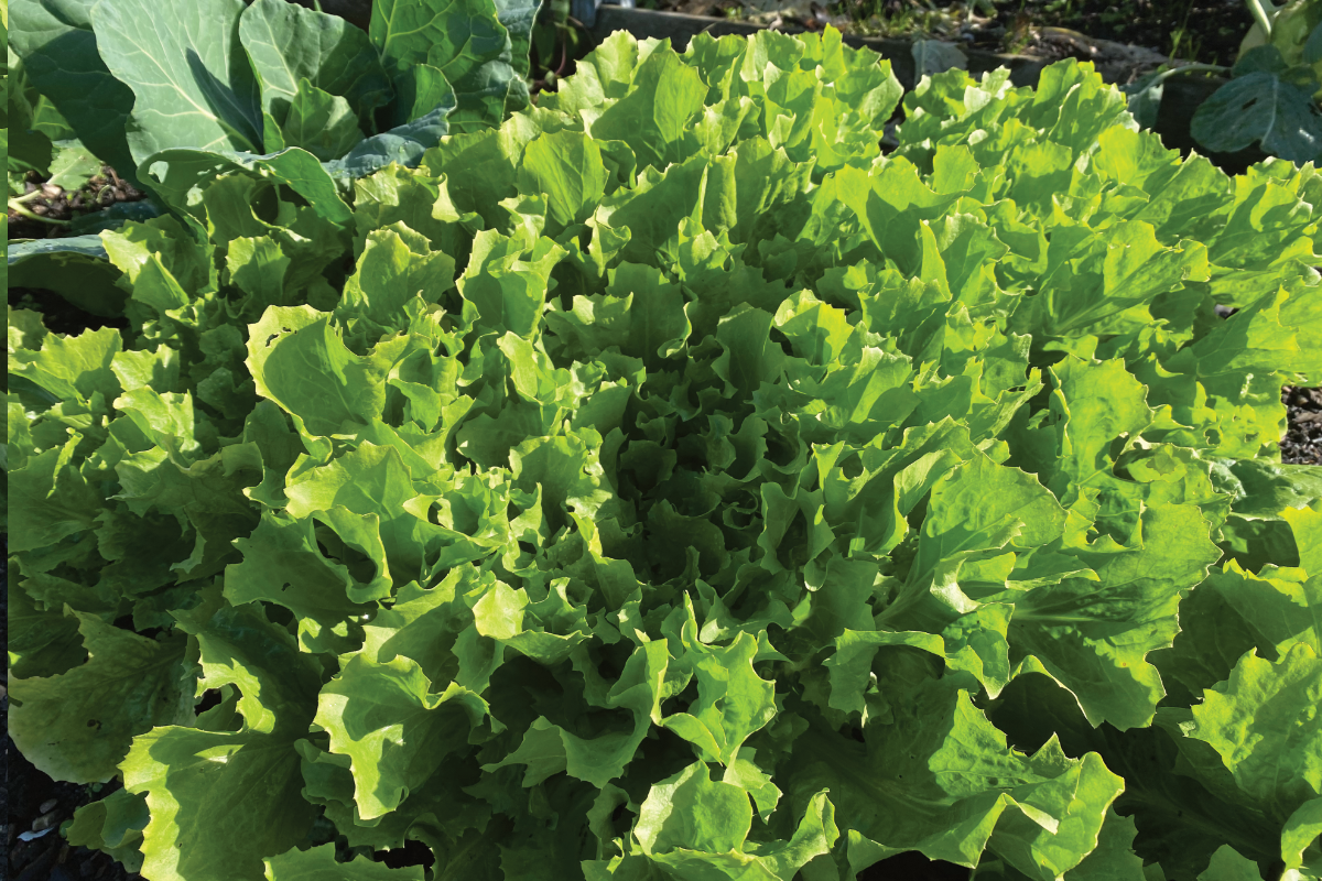 Welke maand andijvie zaaien