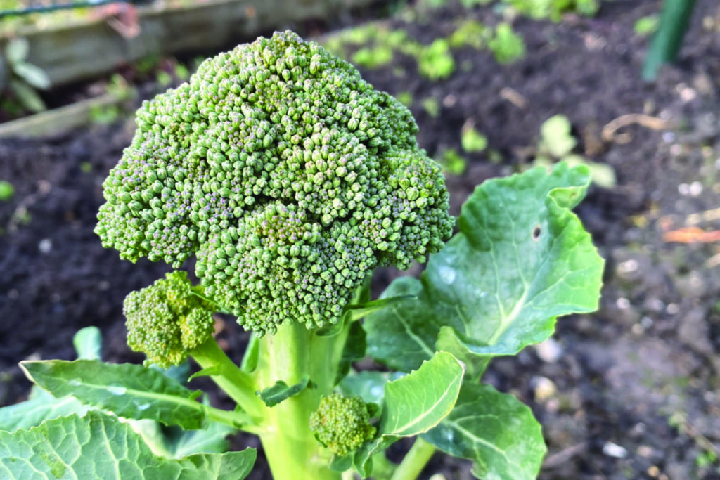 Welke maand broccoli planten
