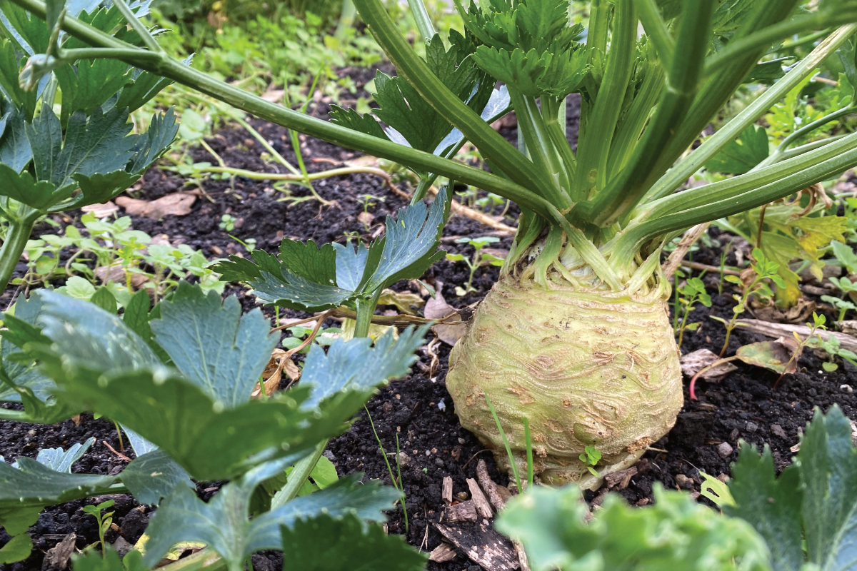 Welke meststof voor knolselderij