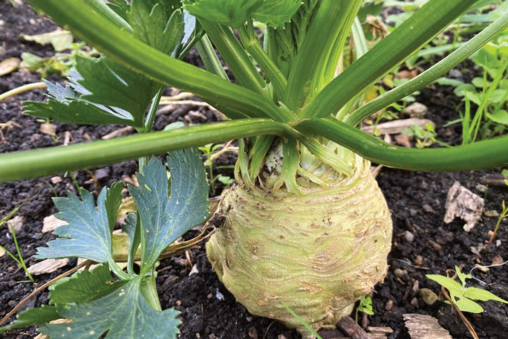 Welke meststof voor knolselderij