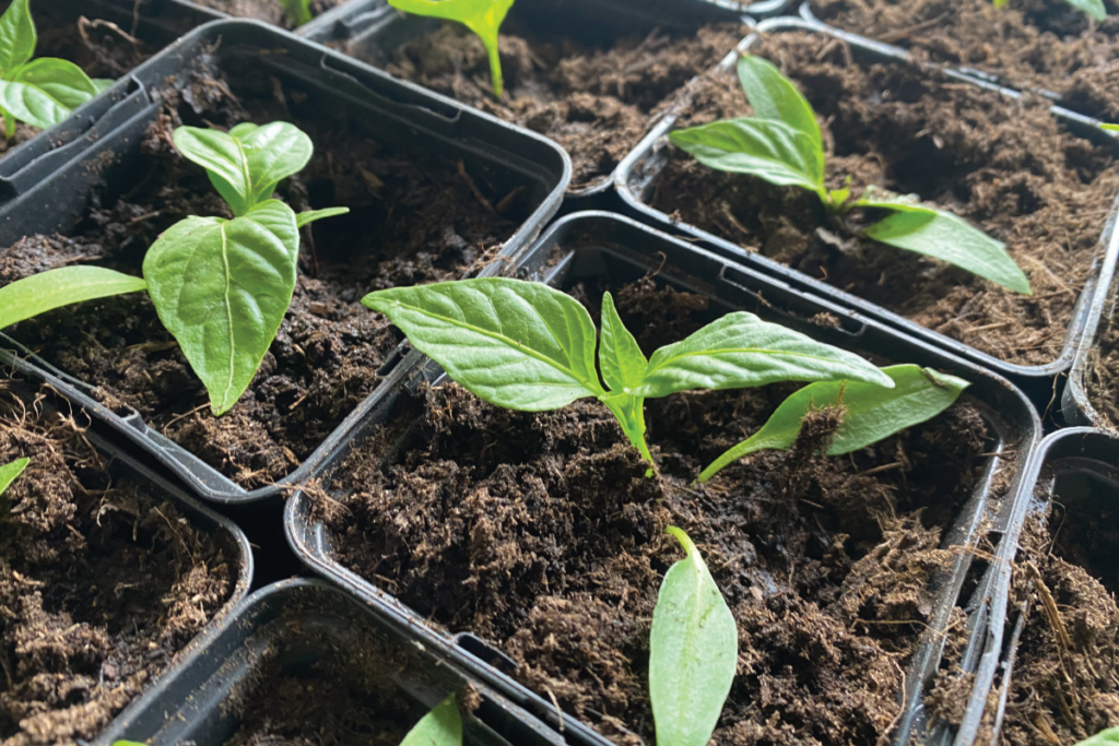 Heeft paprika kalk nodig