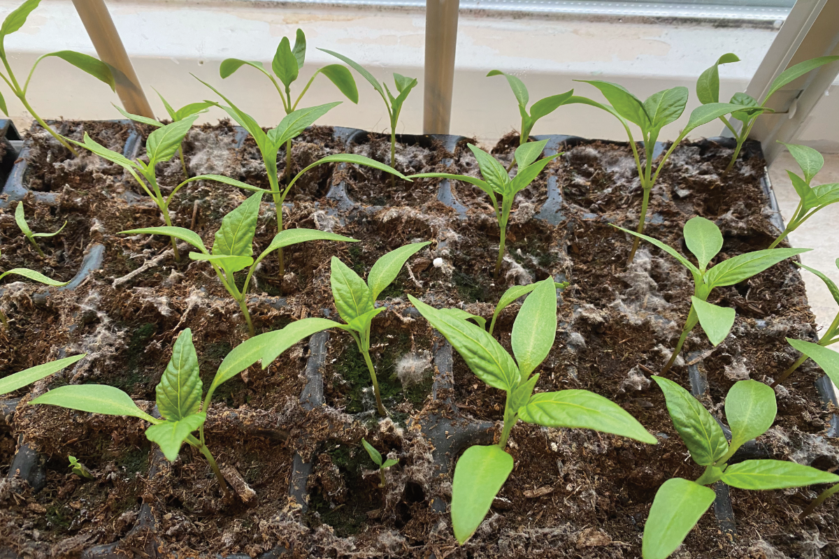 Hoe diep moet ik paprika's zaaien