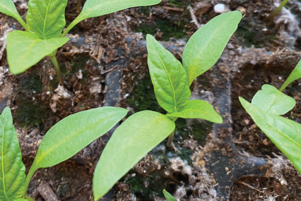 Hoe diep moet ik paprika's zaaien