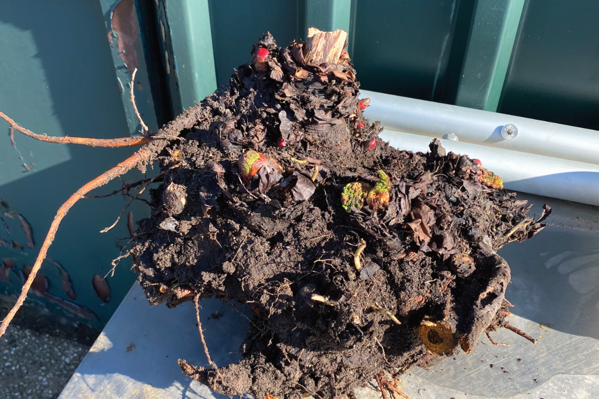 Hoe rabarber verplanten