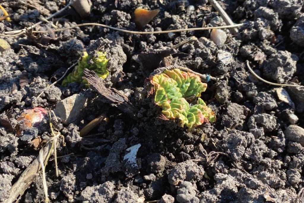 Hoe rabarber verplanten