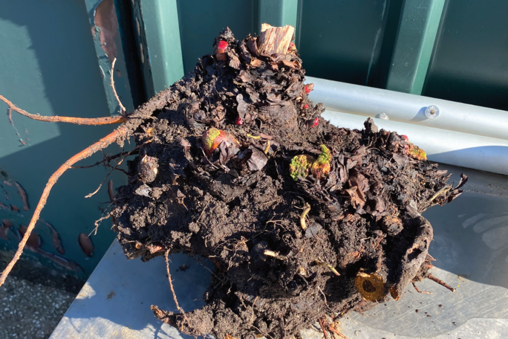 Hoe vermeerder je rabarber