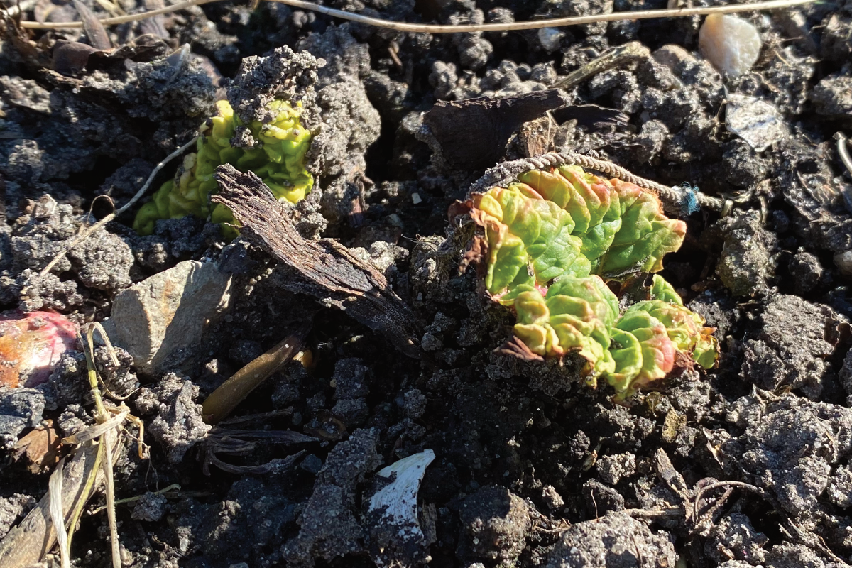 Hoe vermeerder je rabarber