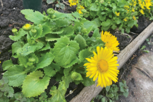 Is de voorjaarszonnebloem een vaste plant