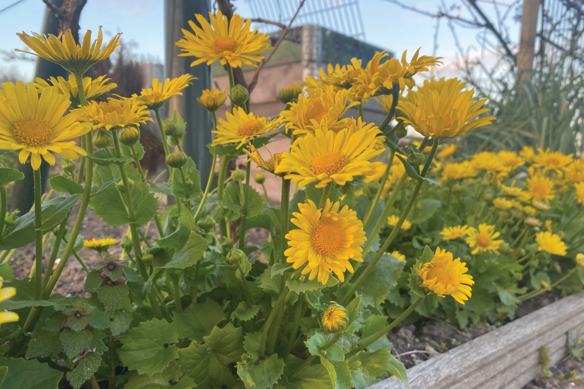 Is een voorjaarszonnebloem een vaste plant