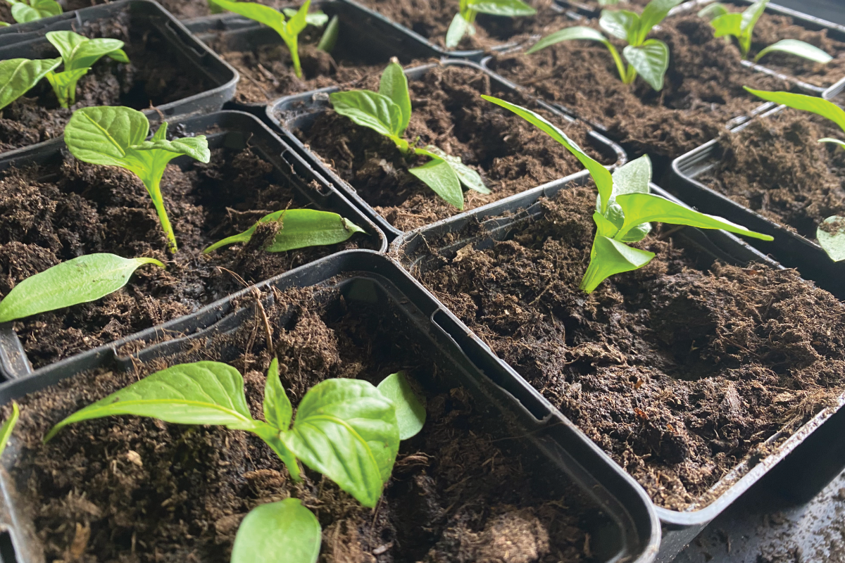 Is koffiedik goed voor pepers