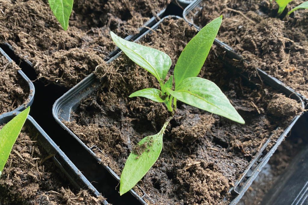 Is koffiedik goed voor pepers