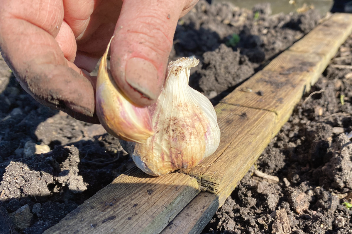 Kan ik knoflook uit een bol kweken