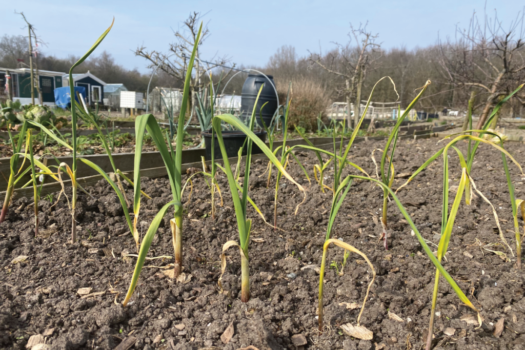 Knoflook in de moestuin