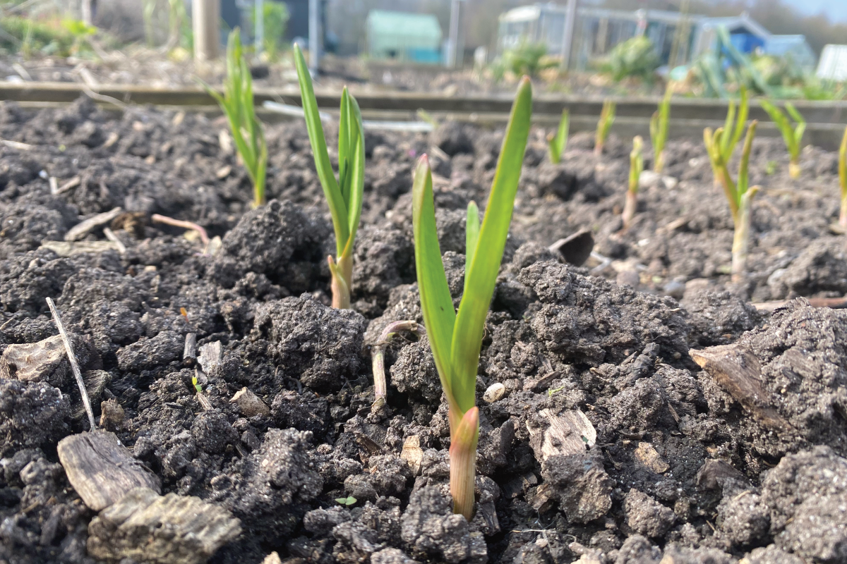 Knoflook in de moestuin