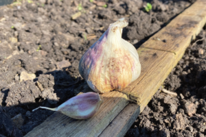 Kun je een teentje knoflook planten