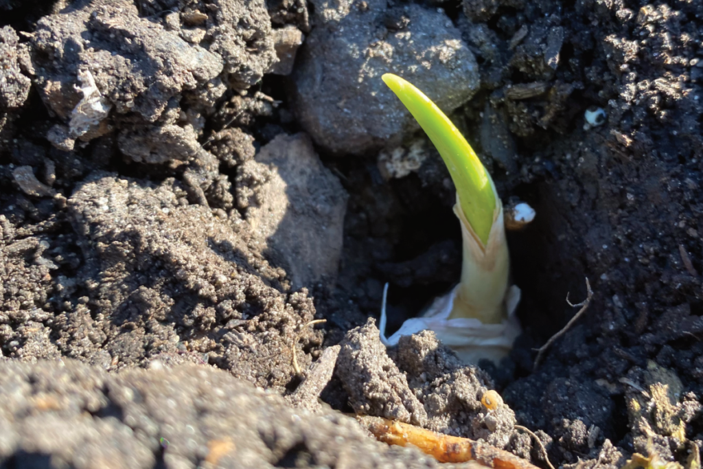 Kun je een teentje knoflook planten