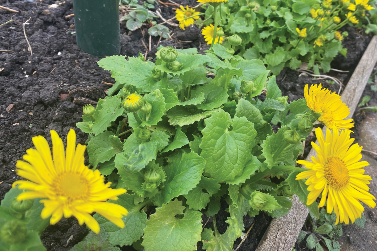 Voorjaarszonnebloem voor bijen