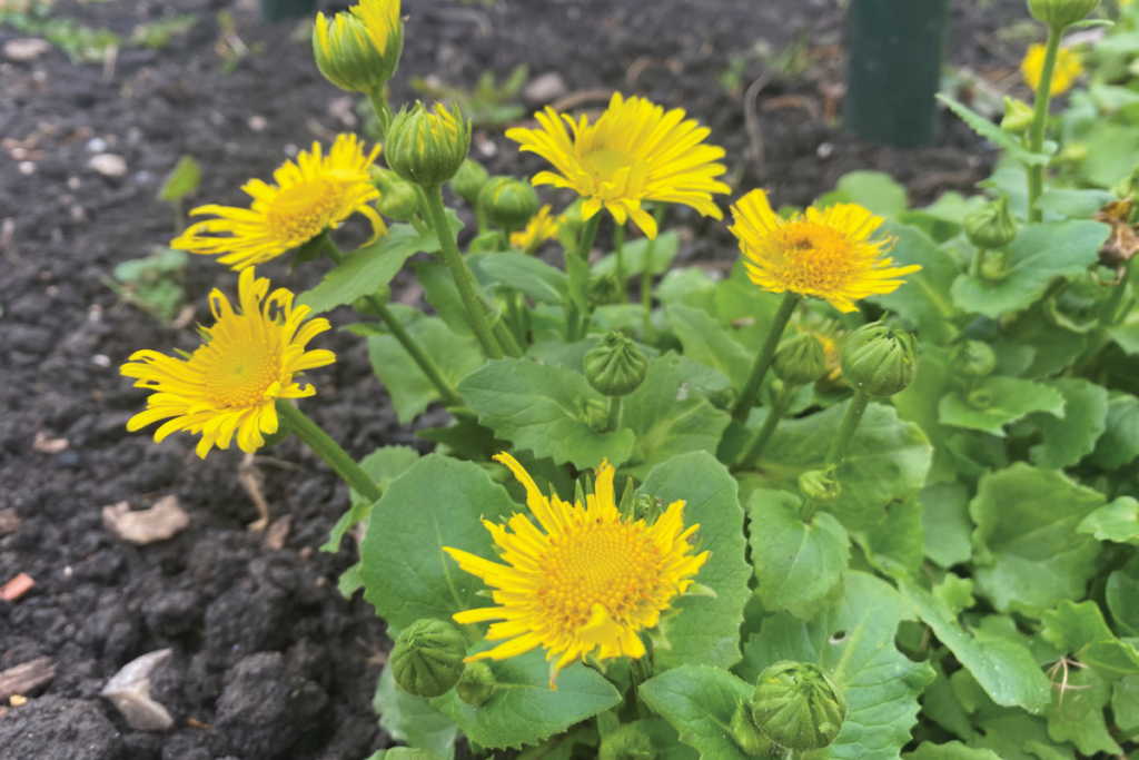 Voorjaarszonnebloem voor bijen