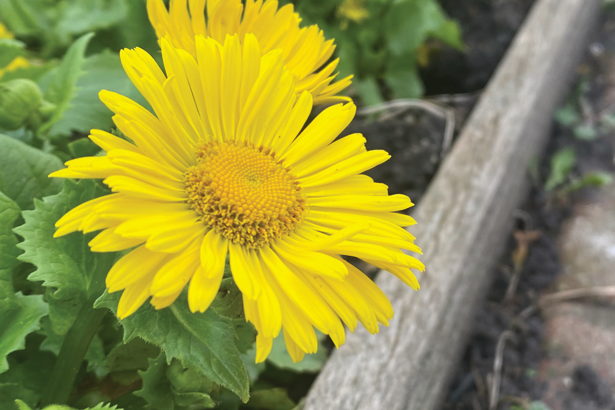 Voorjaarzonnebloem vermeerderen