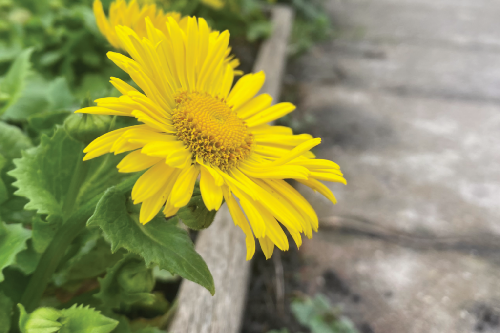 Voorjaarzonnebloem vermeerderen
