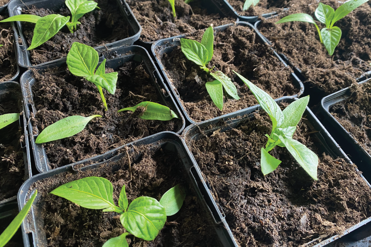 Welke mest is het beste voor paprikas