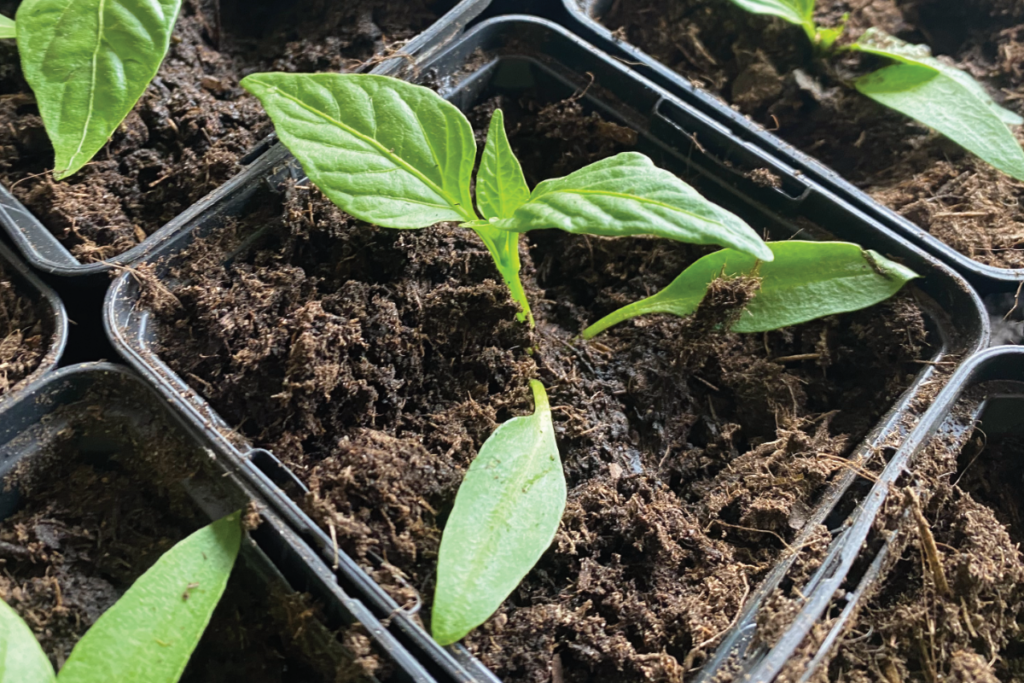 Welke mest is het beste voor paprikas