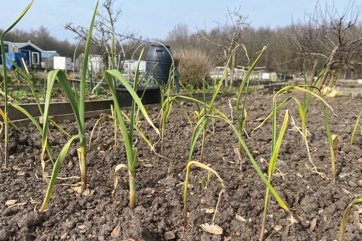 Welke mest voor knoflook