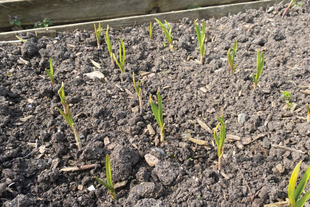 Welke mest voor knoflook