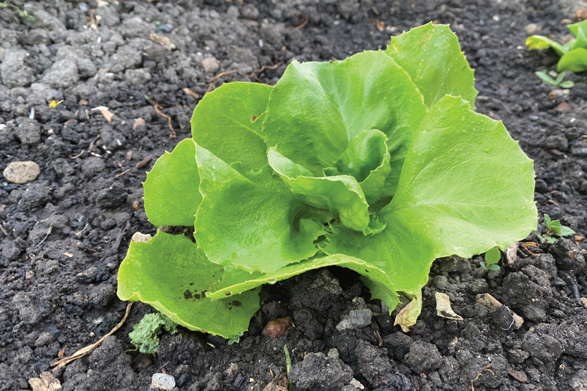 Heeft sla veel water nodig