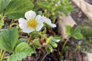 Hoe krijg je veel aardbeien aan je plant