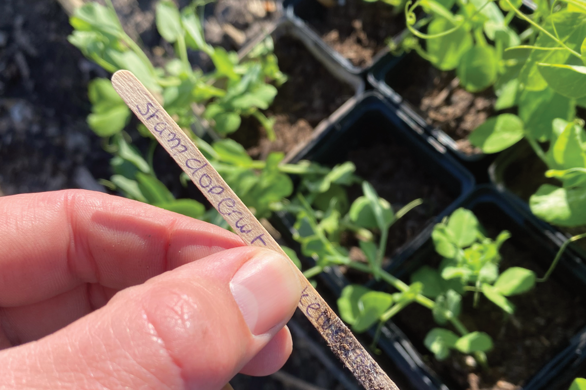 Hoe kweek je erwten in je tuin