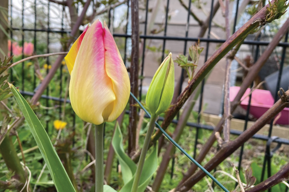 Hoe lang blijven tulpen in de tuin staan