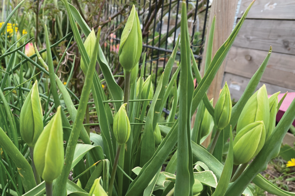Hoe lang blijven tulpen in de tuin staan