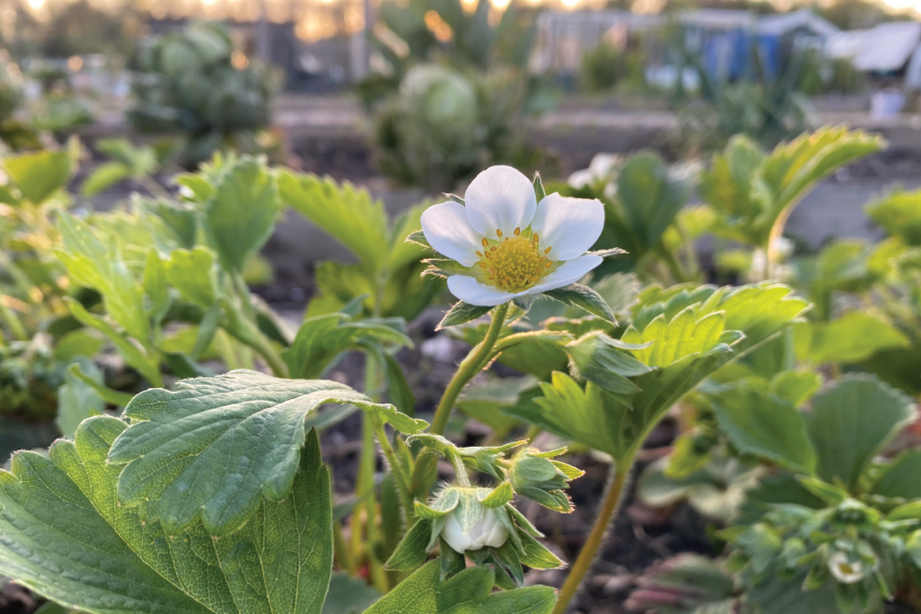 Hoe lang duurt het om aardbeien te kweken