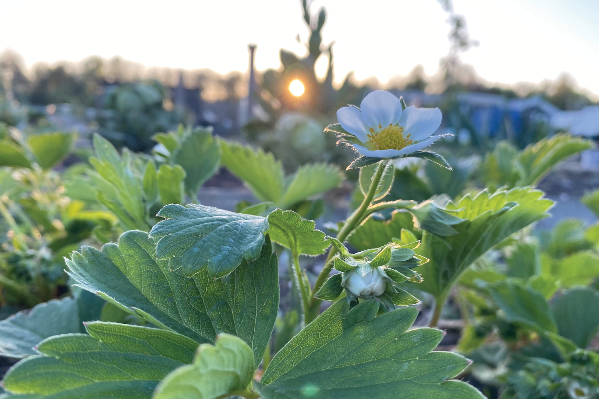 Hoe lang duurt het om aardbeien te kweken