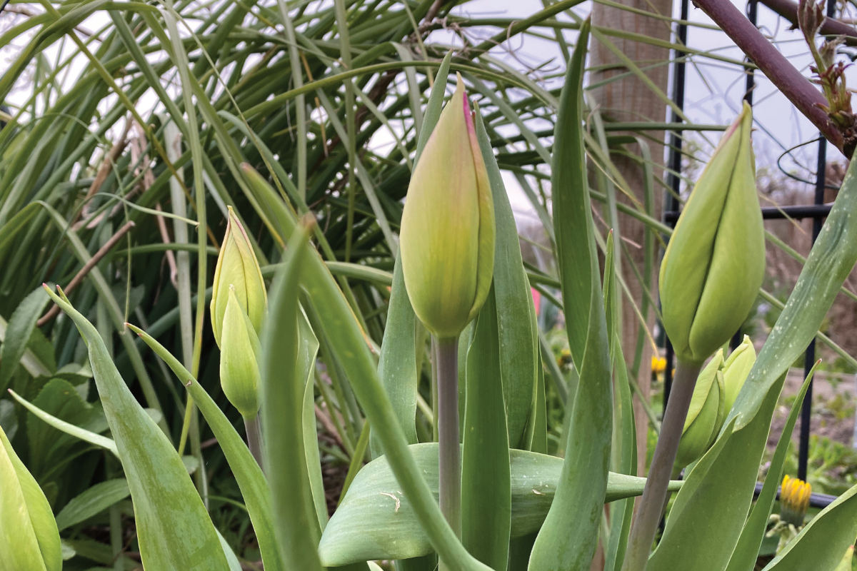 Hoe vaak komen tulpen terug