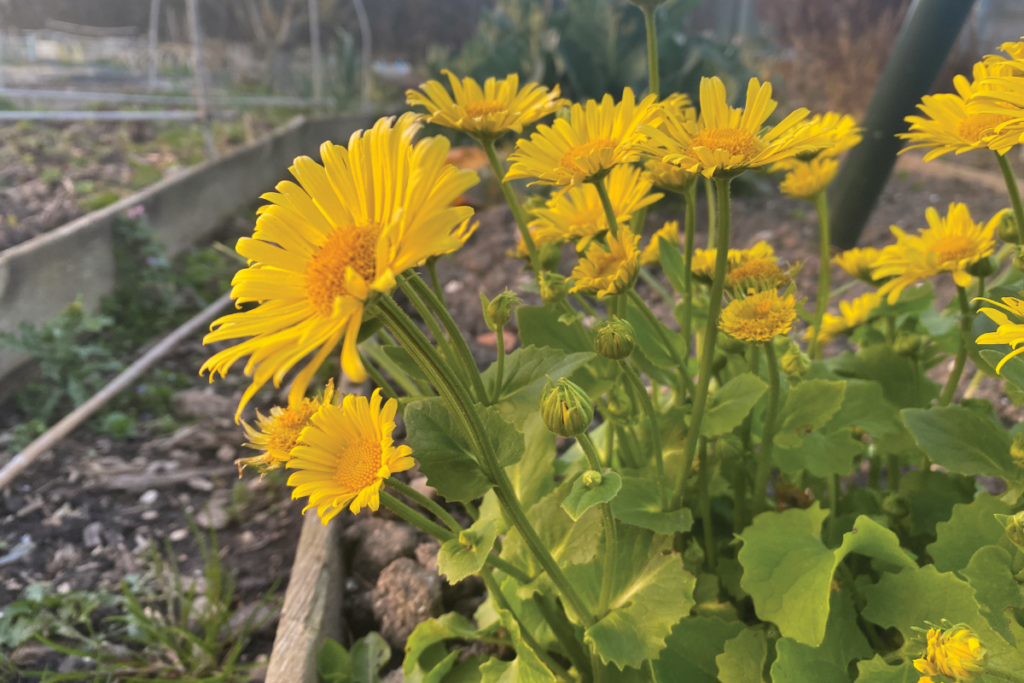 Is een voorjaarszonnebloem een vaste plant