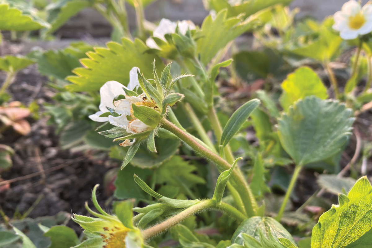 Kan ik aardbeien zaaien van een aardbei