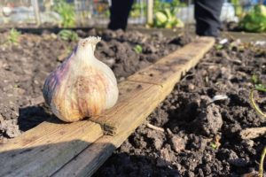 Kun je knoflook in juni planten