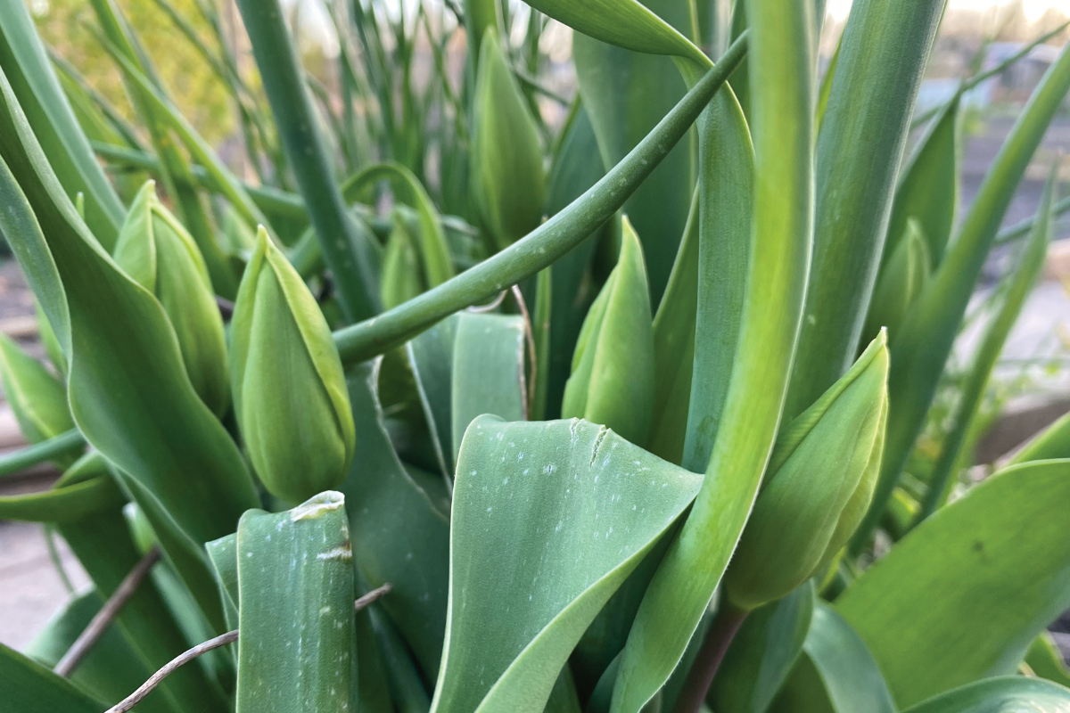 Kun je tulpen in de grond laten zitten