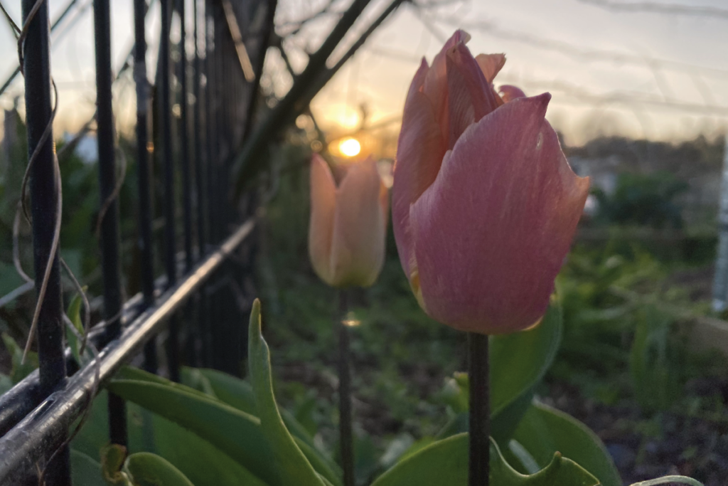 Kun je tulpen in de grond laten zitten