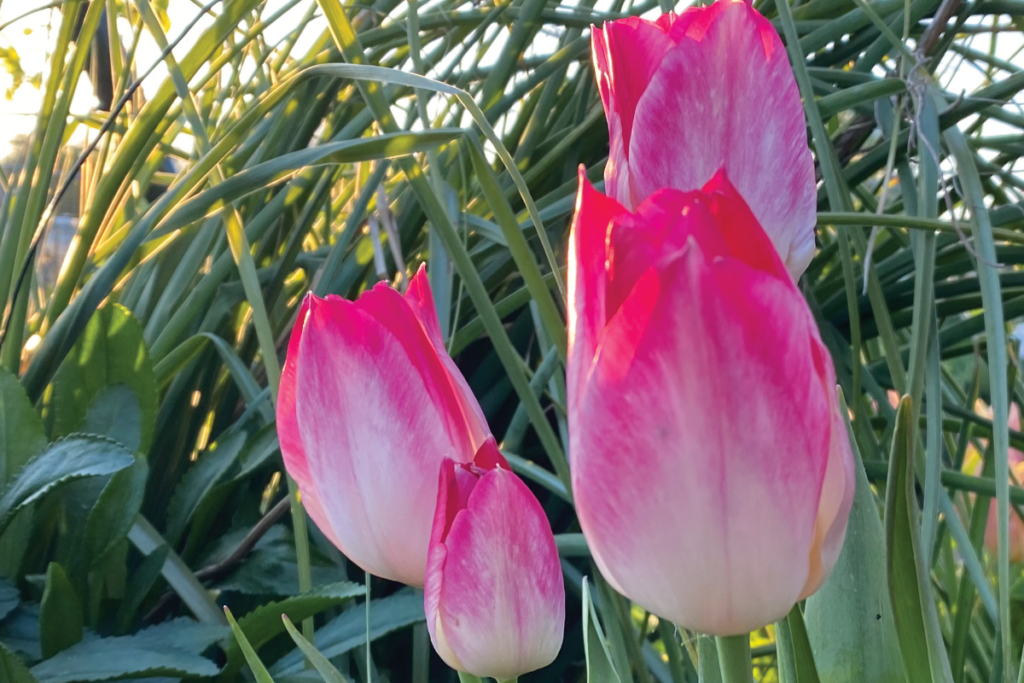 Tulpen in je bloemenpluktuin