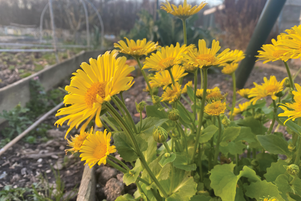 Voorjaarszonnebloem bloeitijd