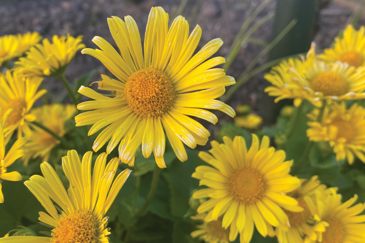 Voorjaarszonnebloem kopen