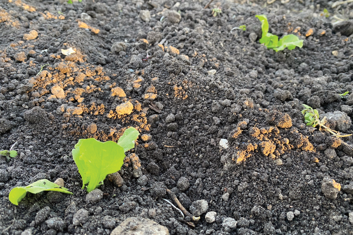 Waar kun je sla planten kopen